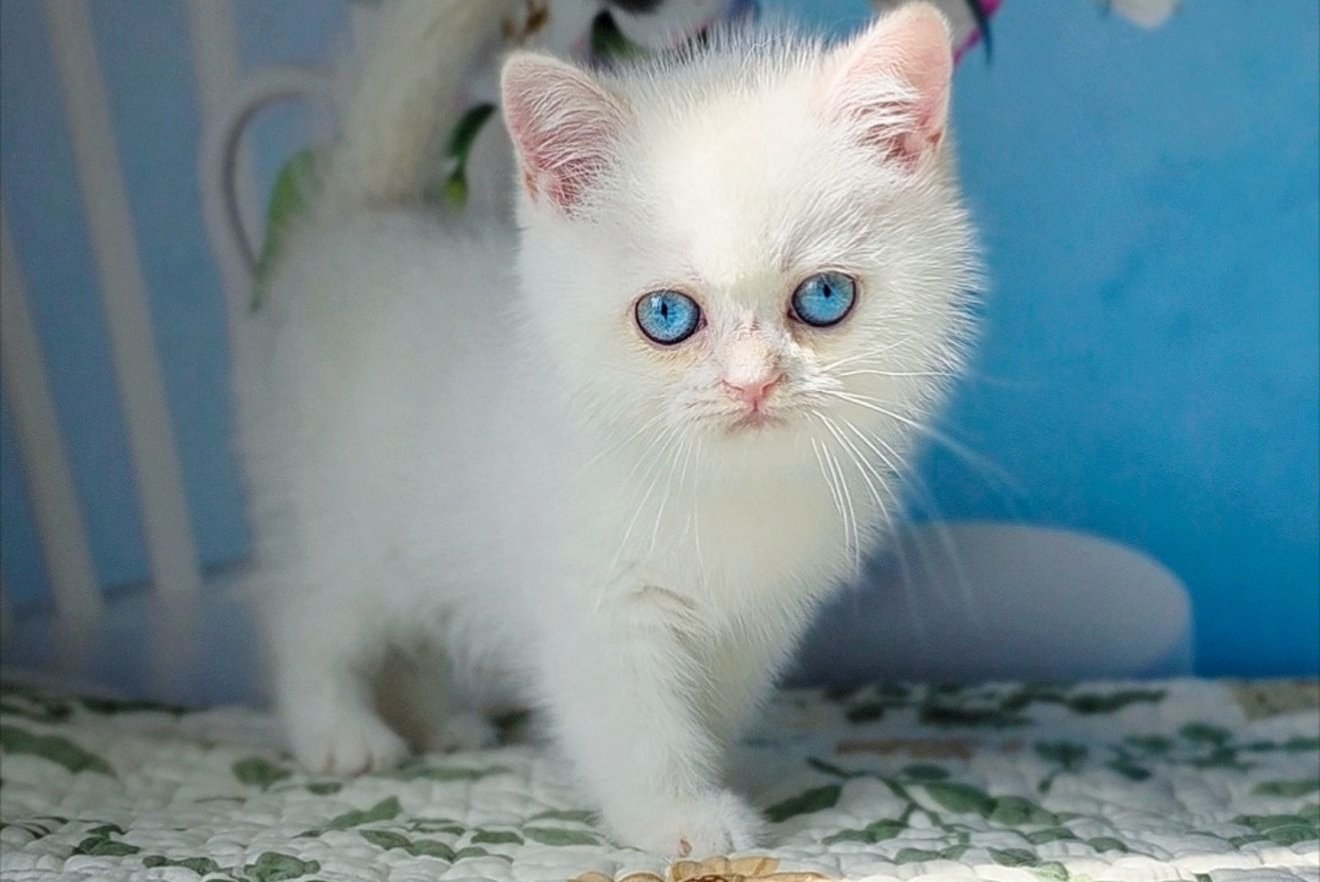Dasha British Shorthair female, black golden chinchilla pointed
