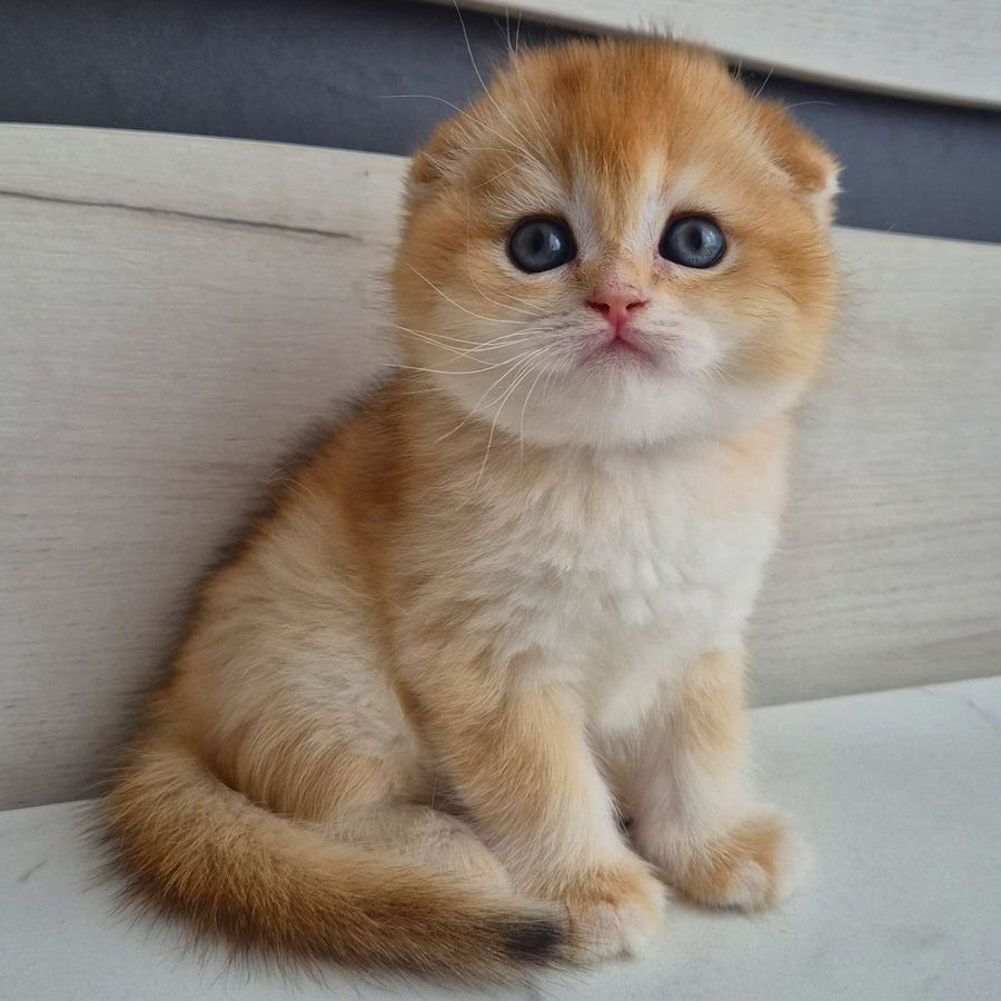 Billy Scottish Fold male, black golden chinchilla