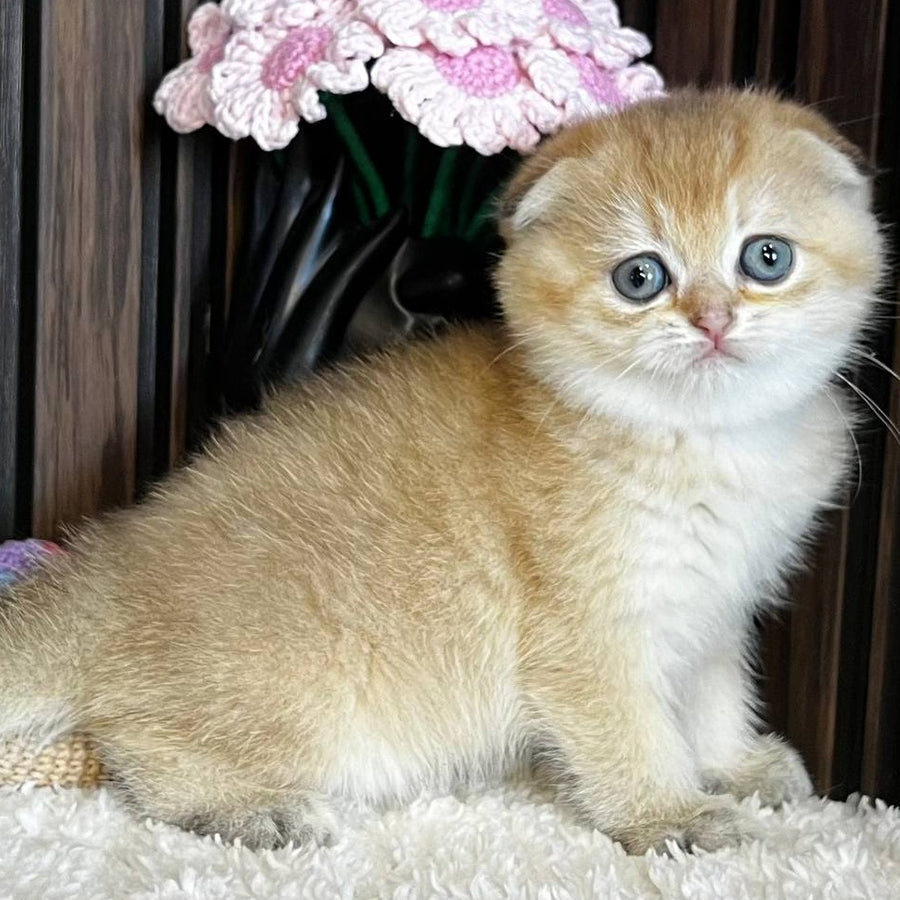 Mirabel Scottish Fold female, black golden chinchilla
