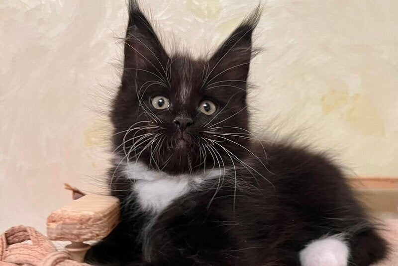 Joseph Maine Coon male, black bicolour