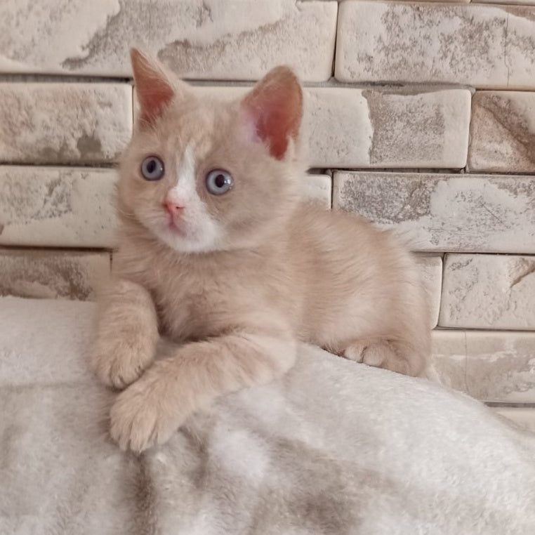 Keysy British Shorthair female, fawn tortie with white