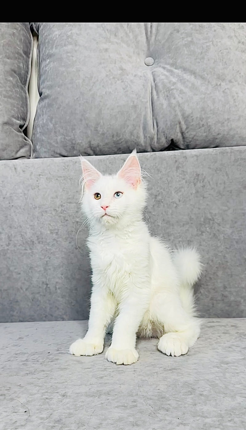 Pearla Maine Coon female, white