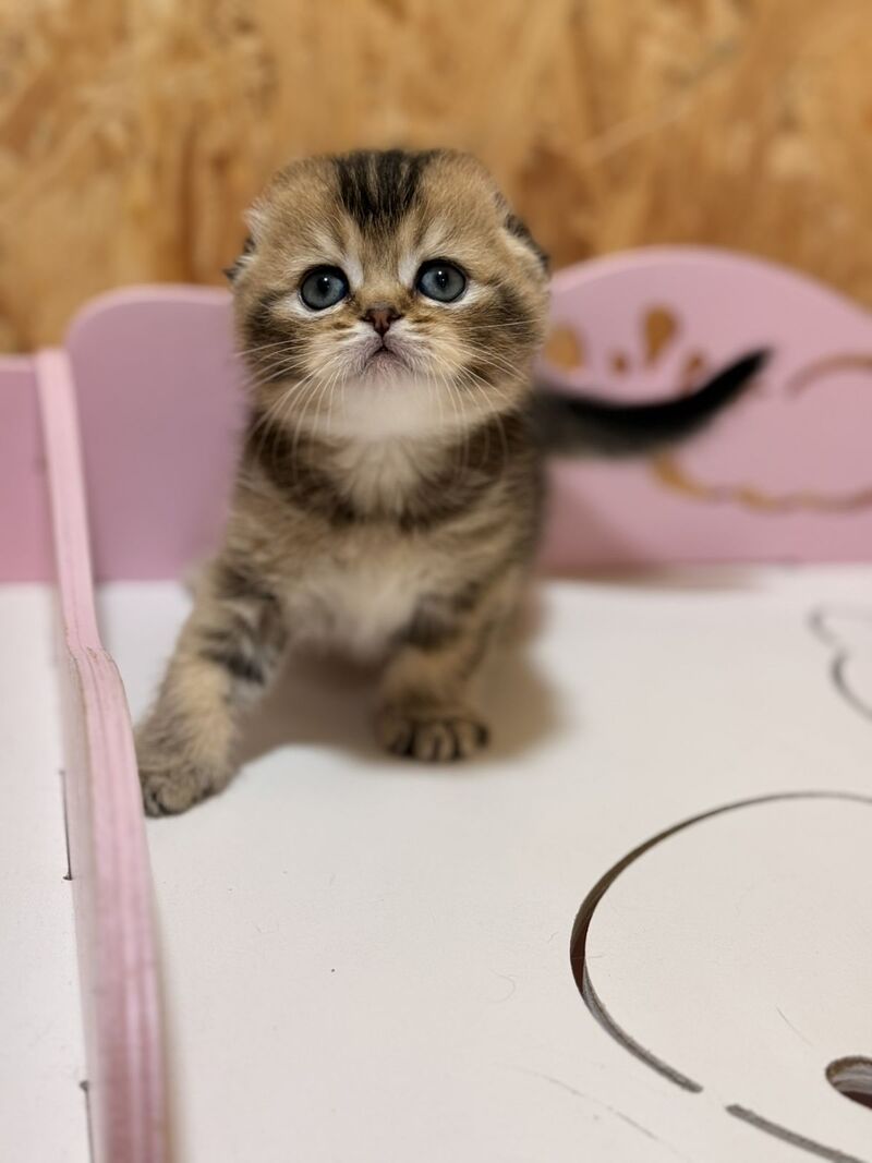 Fanny Scottish Fold female, black ticked tabby
