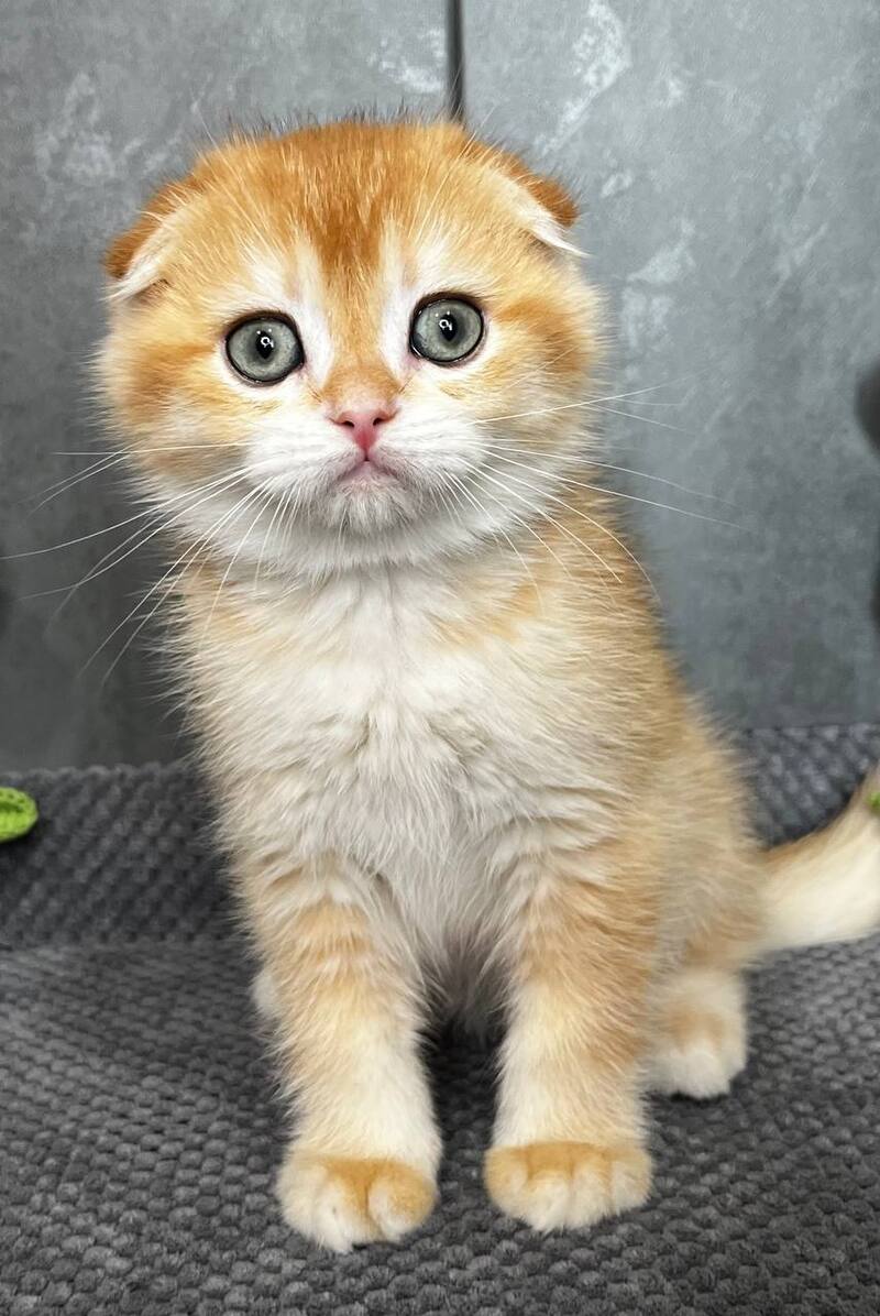 Lion Scottish Fold male black golden chinchilla - live animals