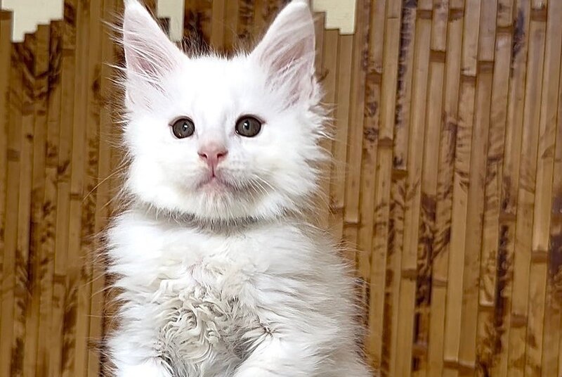 Sebastian Maine Coon polydactyl male, white
