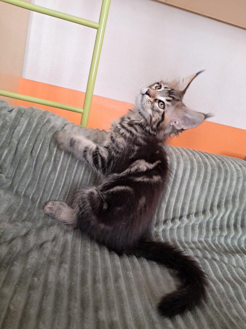 X-Archi Maine Coon male, black tabby