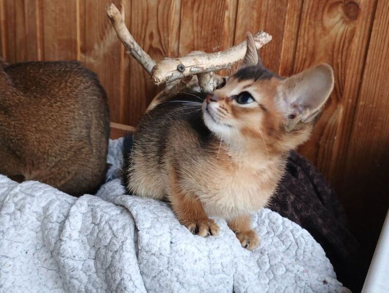 Grace Abyssinian female ruddy - live animals