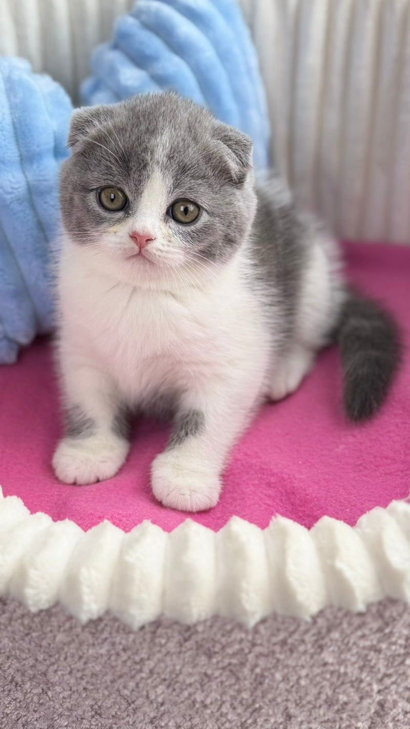 Archie Scottish Fold male, blue bicolour