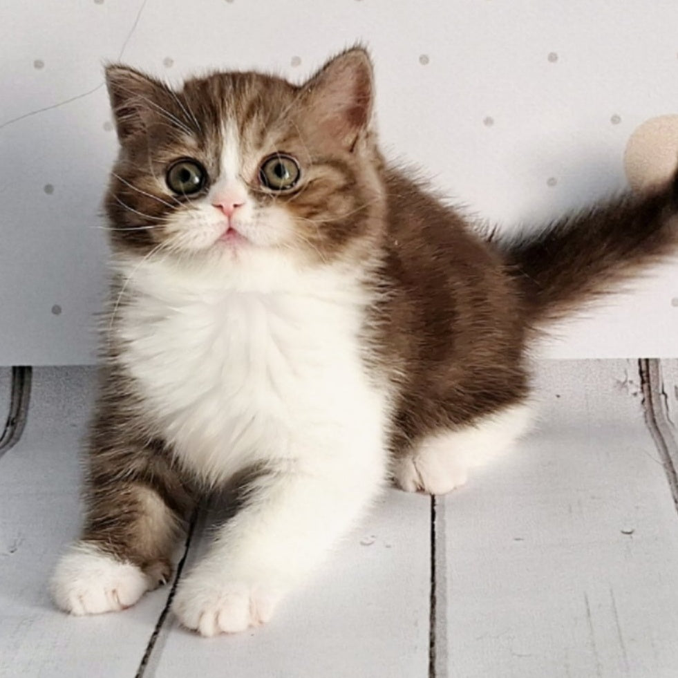 Blossom Scottish Straight male, chocolate tabby bicolour