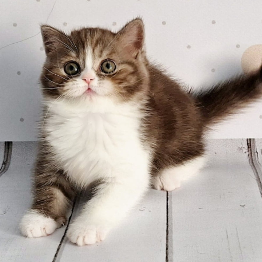 Blossom Scottish Straight male, chocolate tabby bicolour