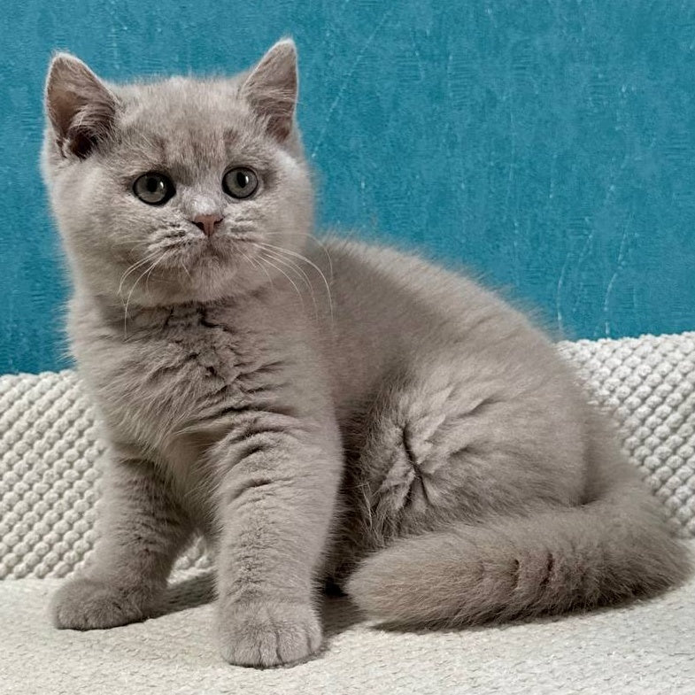 Bonya British Shorthair female, fawn
