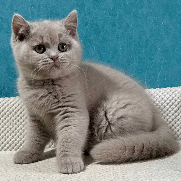 Bonya British Shorthair female, fawn