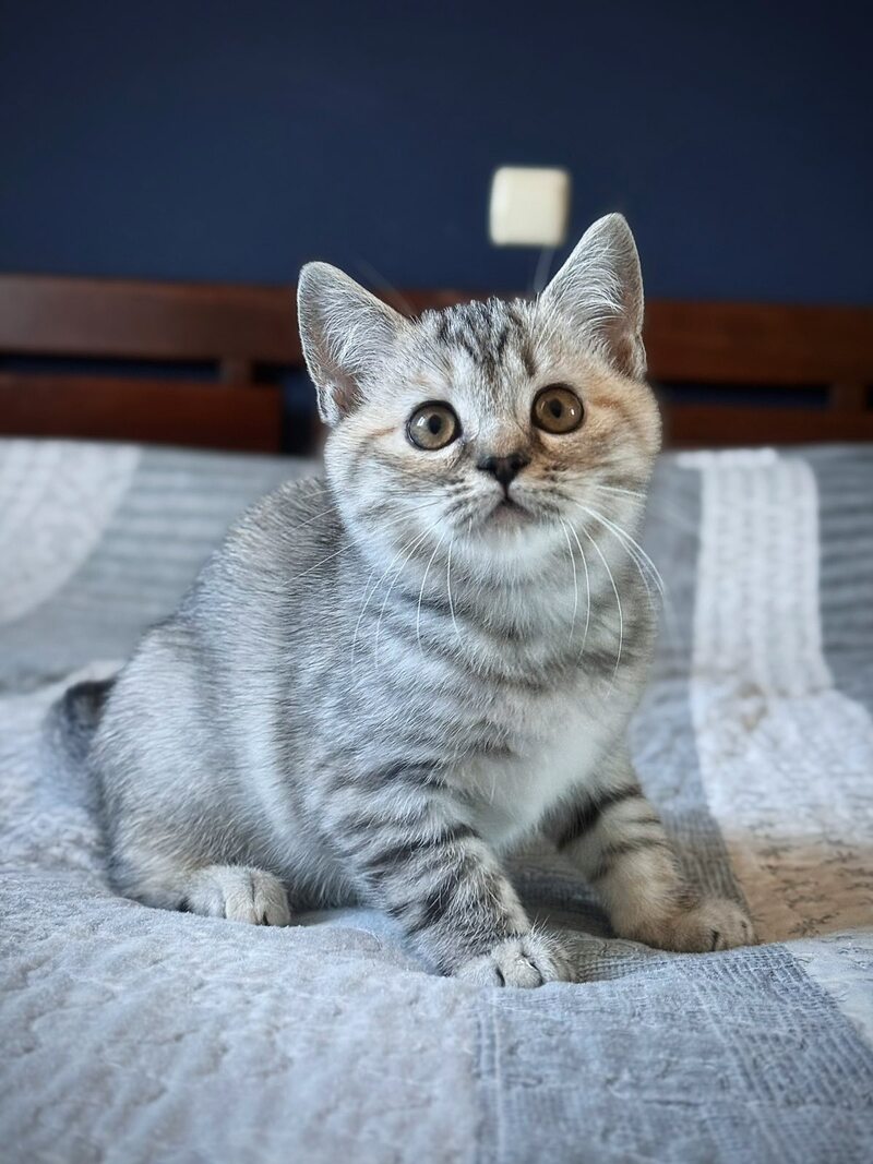 Jakonda Scottish Straight female, black tortie silver spotted tabby