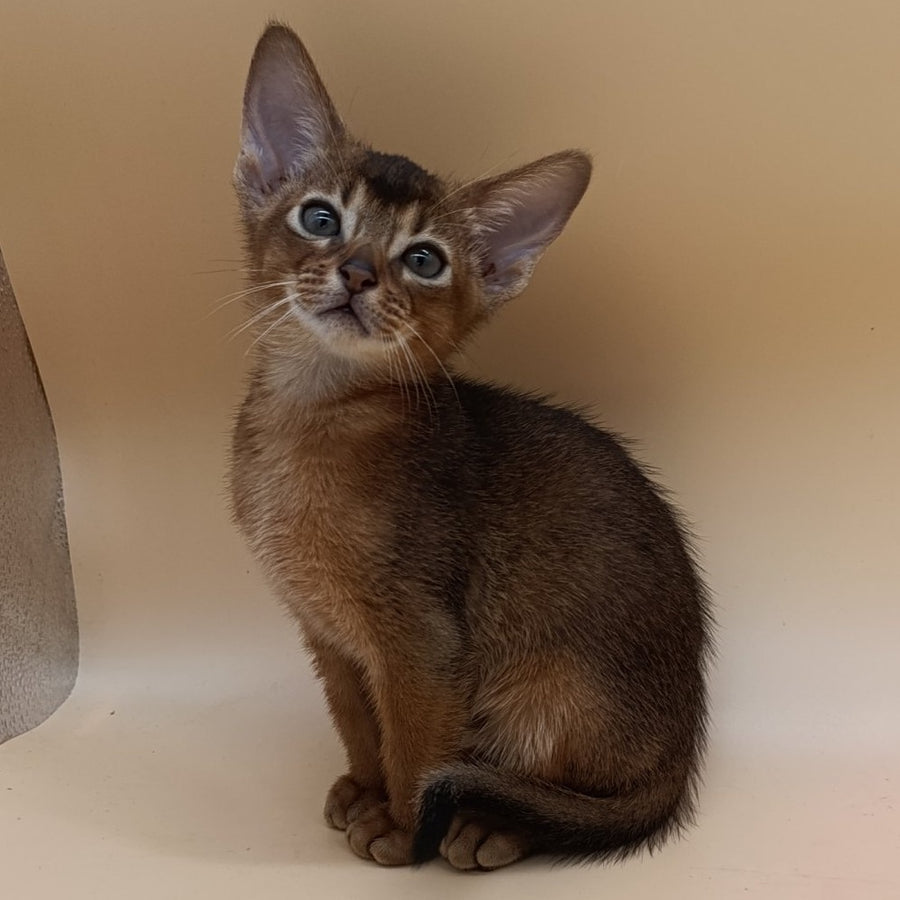 Mikkel Abyssinian male, ruddy