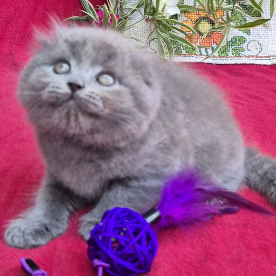 Max Scottish Fold male, blue