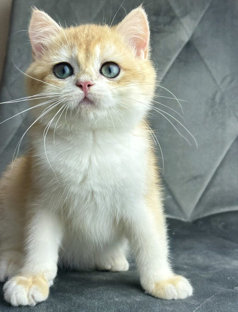 Ike British Shorthair male black golden chinchilla - live animals