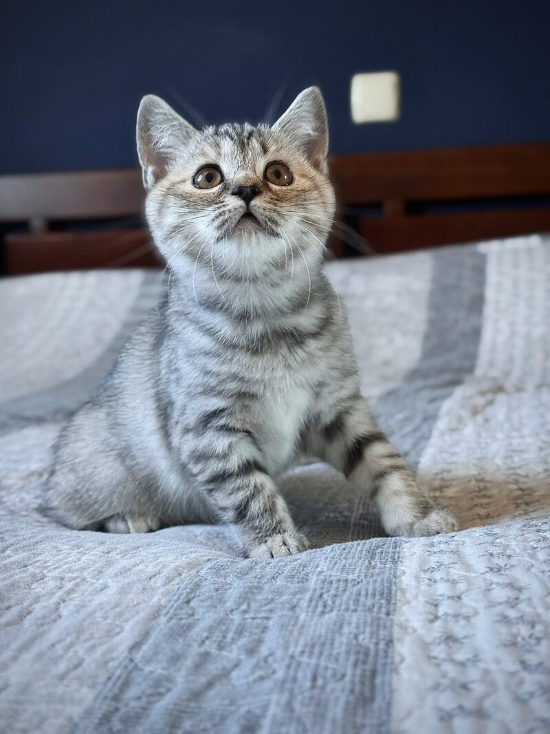Jakonda Scottish Straight female, black tortie silver spotted tabby