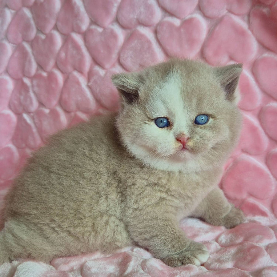 Gummy British Shorthair male, fawn with white