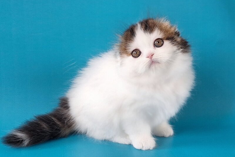 Xenia Scottish Fold female, black tabby van
