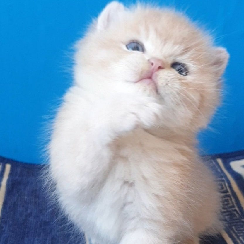 Tom British Shorthair male, lilac golden chinchilla