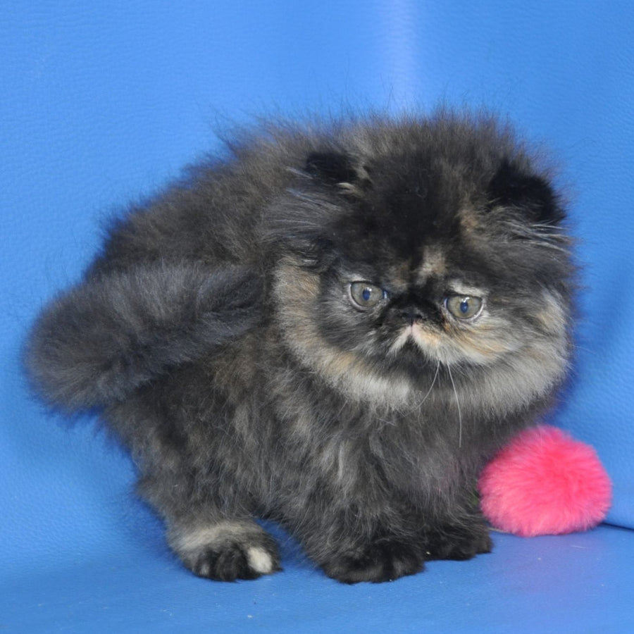 Naomi Persian female, black tortie tabby