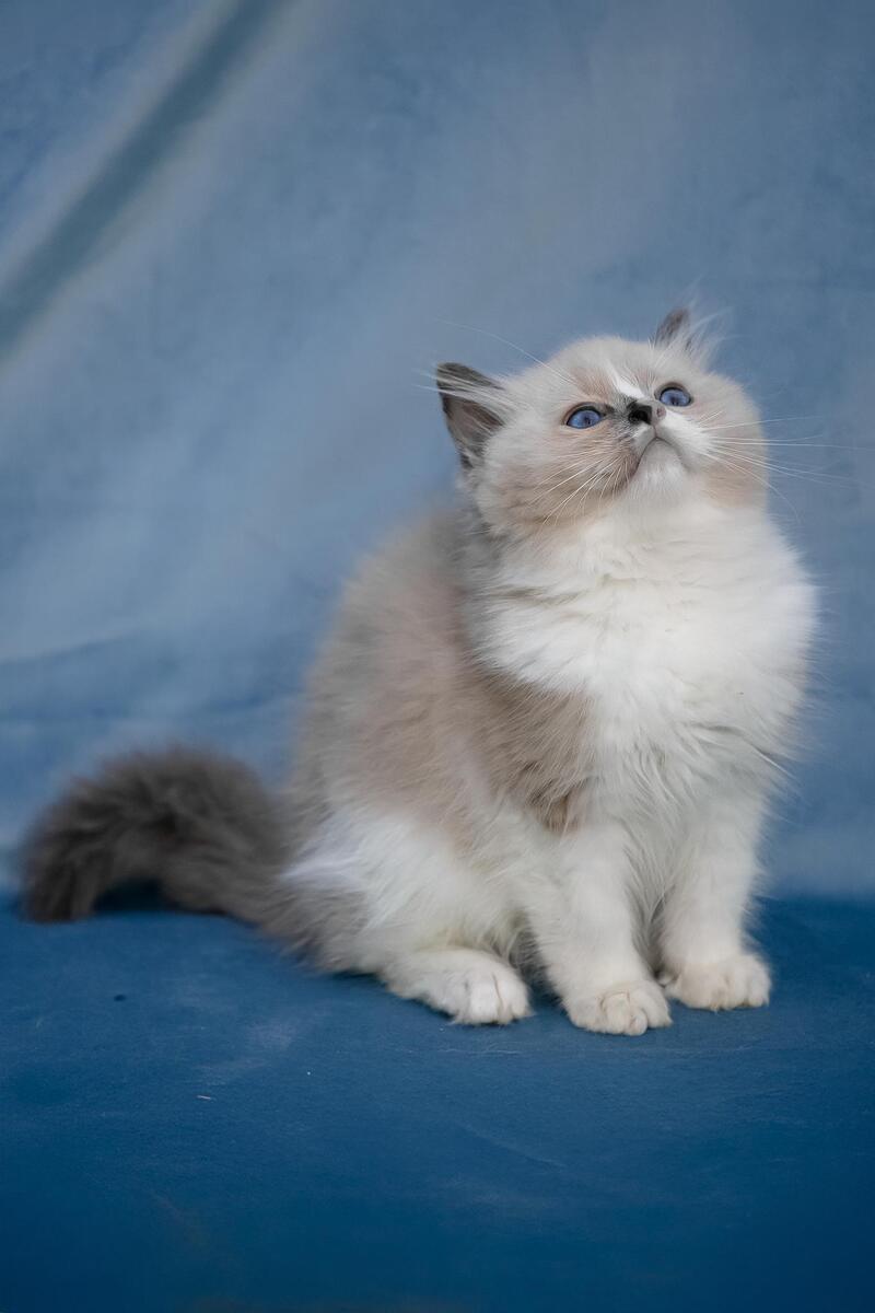 Niko Ragdoll male, blue mitted