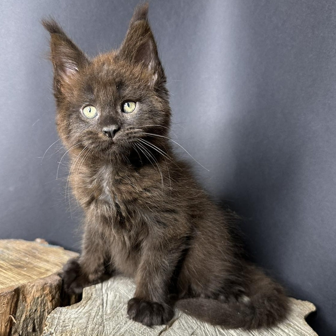 Patron Maine Coon male, black
