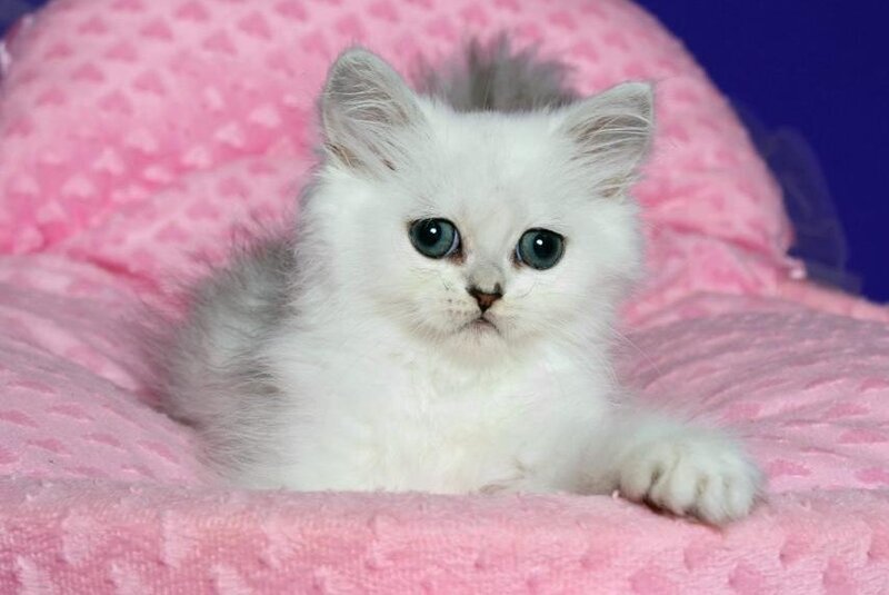 Yarik Persian male, black silver shaded