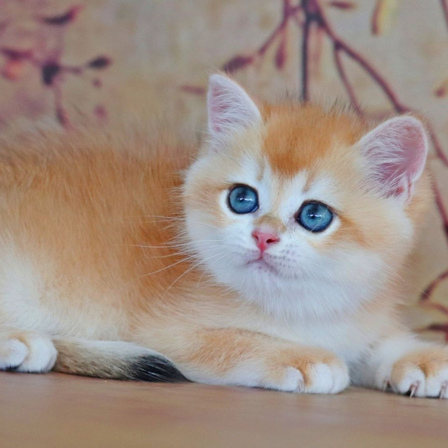 Yvonne British Shorthair female, black golden shaded