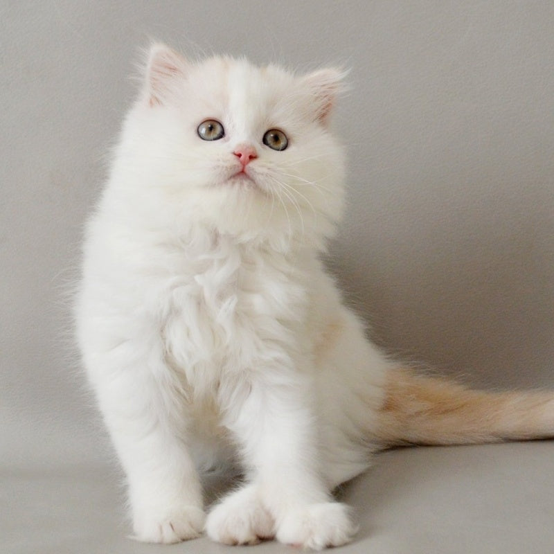 Wasilisa Scottish Straight female, red silver tabby van