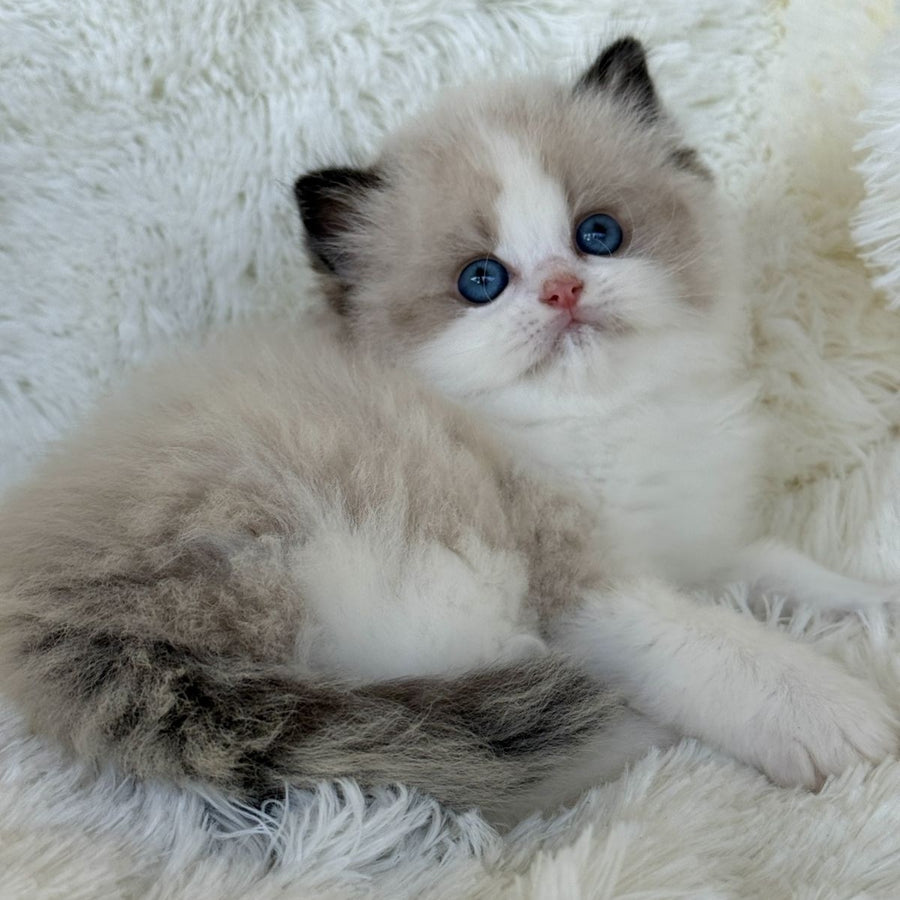 Milan Ragdoll male, black bicolour