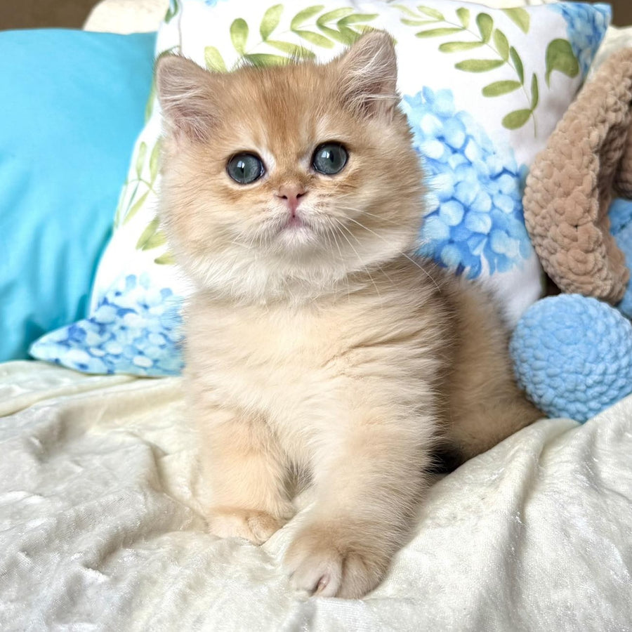 Sabrina British Shorthair female, black golden chinchilla