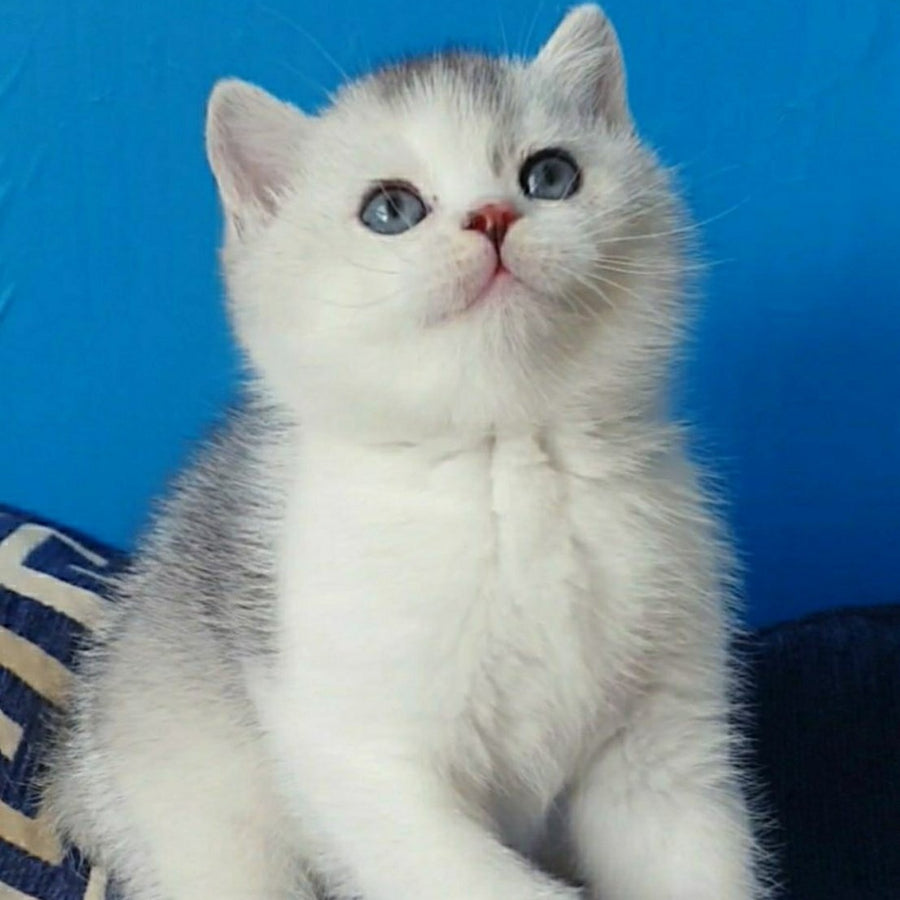 Pompon British Shorthair male, black silver ticked tabby bicolour