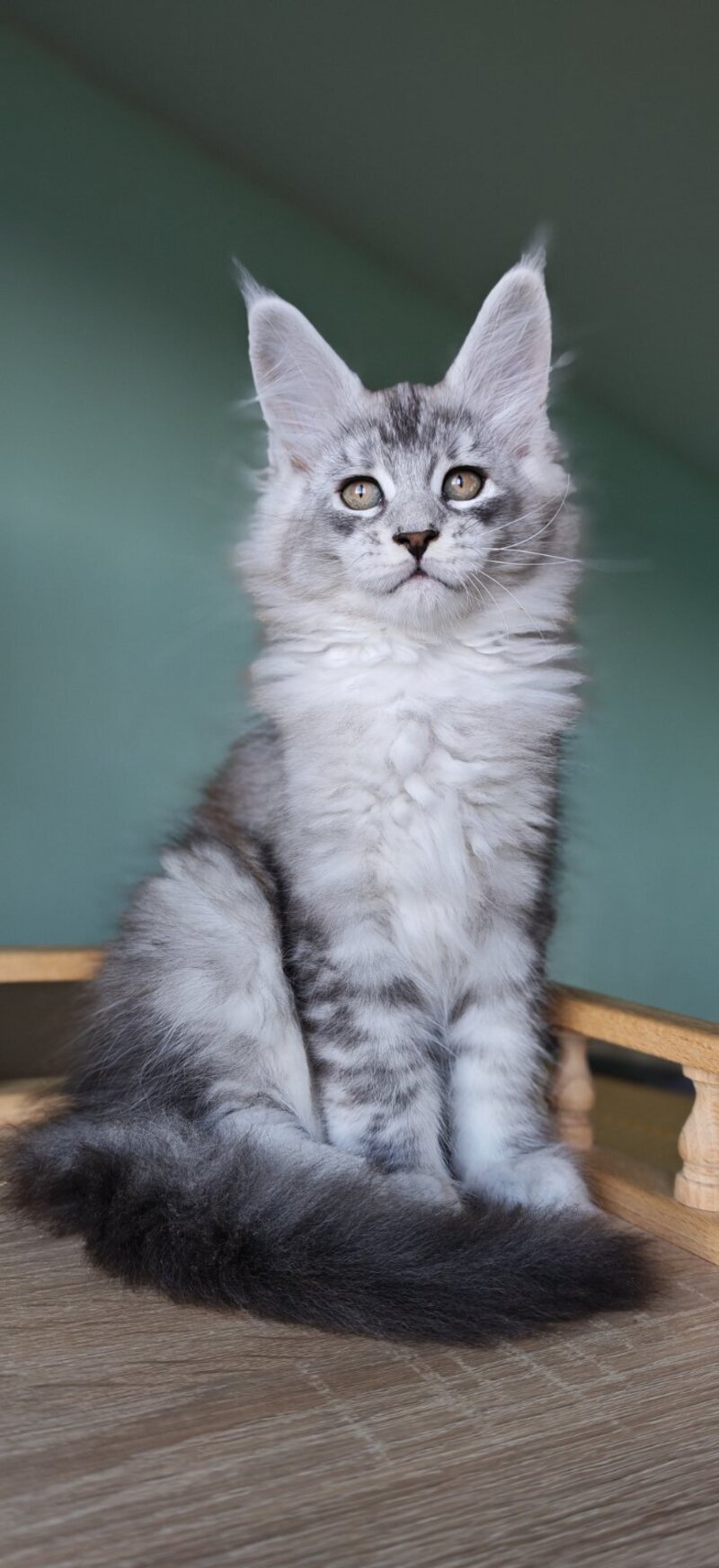 Felix Maine Coon male, black silver ticked tabby