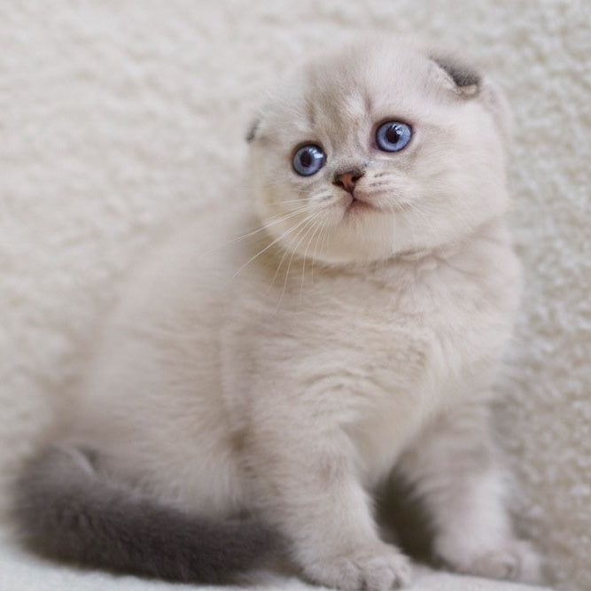 Bond Scottish Fold male, blue ticked tabby pointed