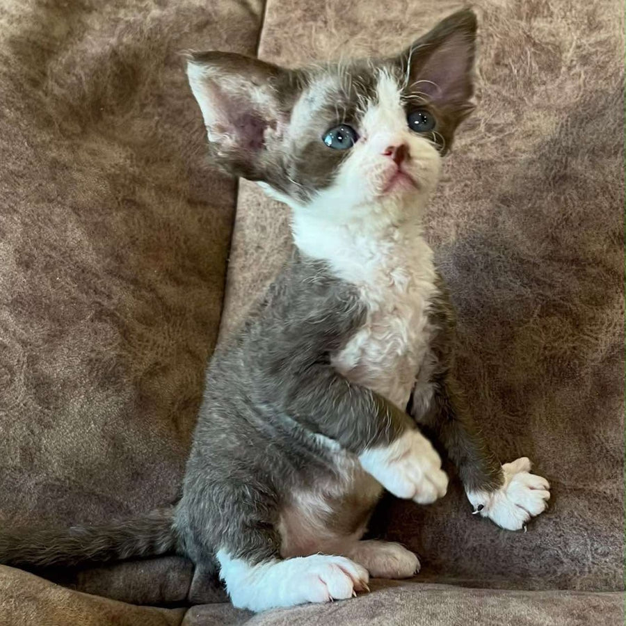 Valeria Devon Rex female, red bicolour
