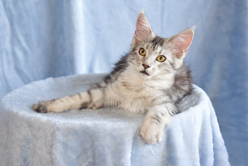 Ulina Maine Coon female, black silver tabby
