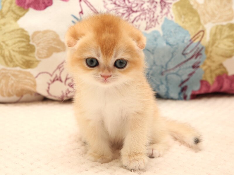 Yana Scottish Fold female black golden chinchilla - live animals