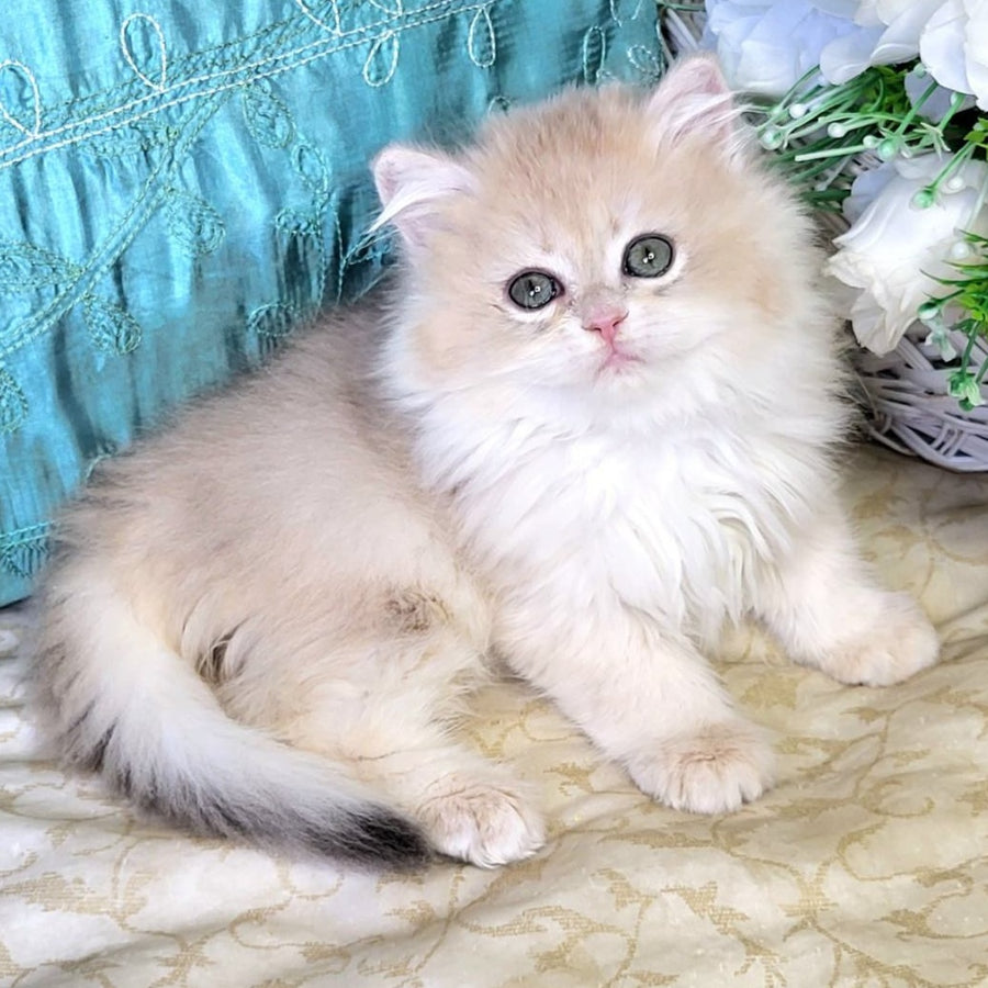 Zosya British Longhair female, blue golden chinchilla