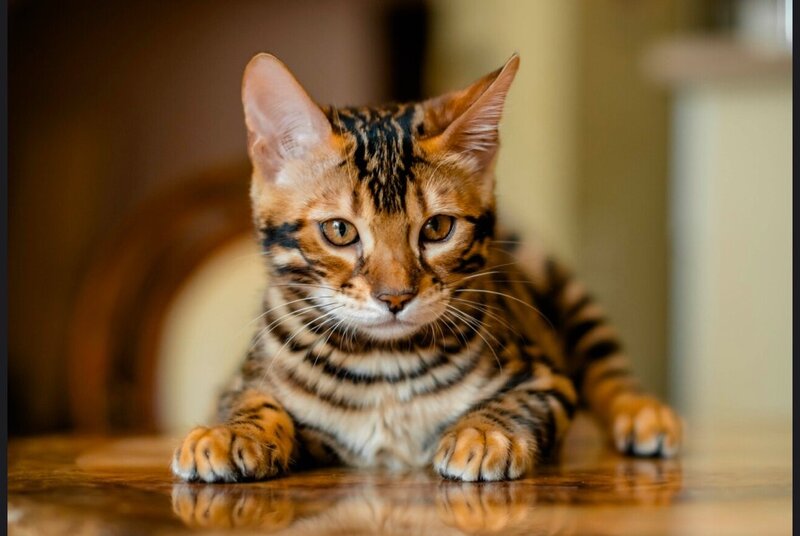 Airis Bengal male, black spotted tabby