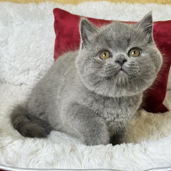 Ash Scottish Straight male, blue