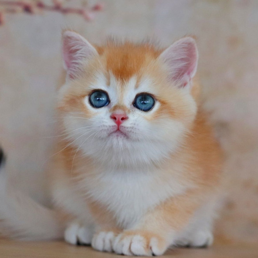 Yvonne British Shorthair female, black golden shaded