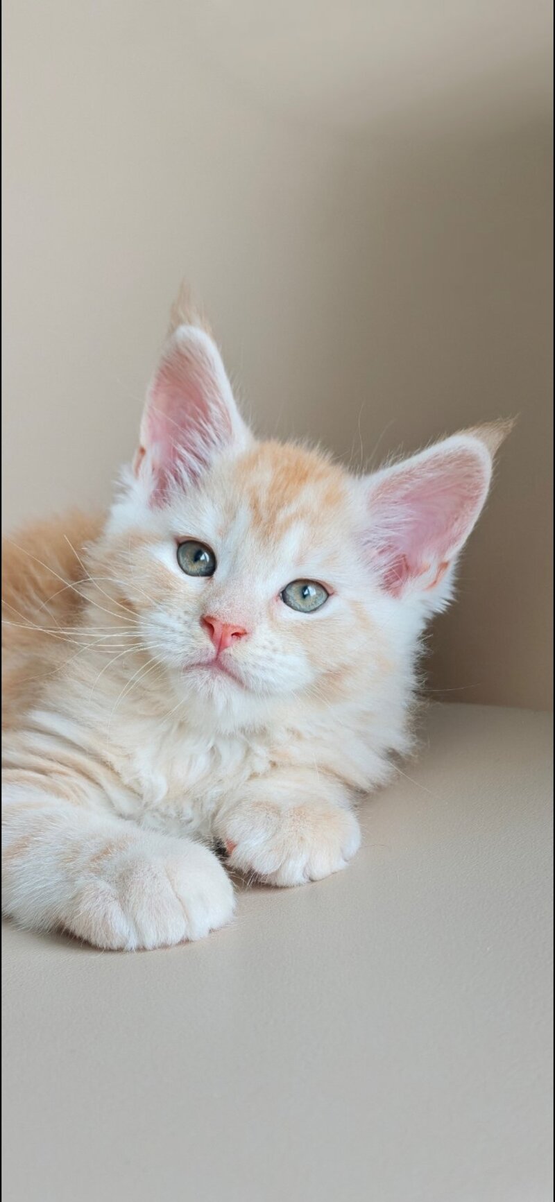Govard Maine Coon male, red silver tabby