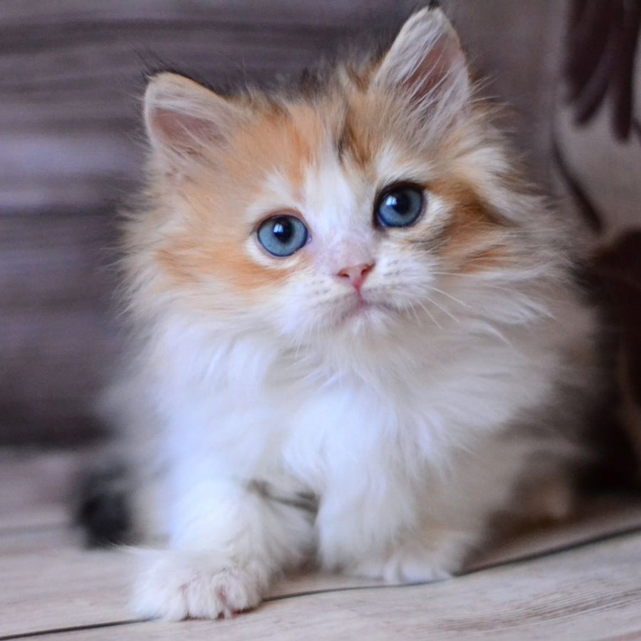 Iriska British Longhair female, black tortie bicolour