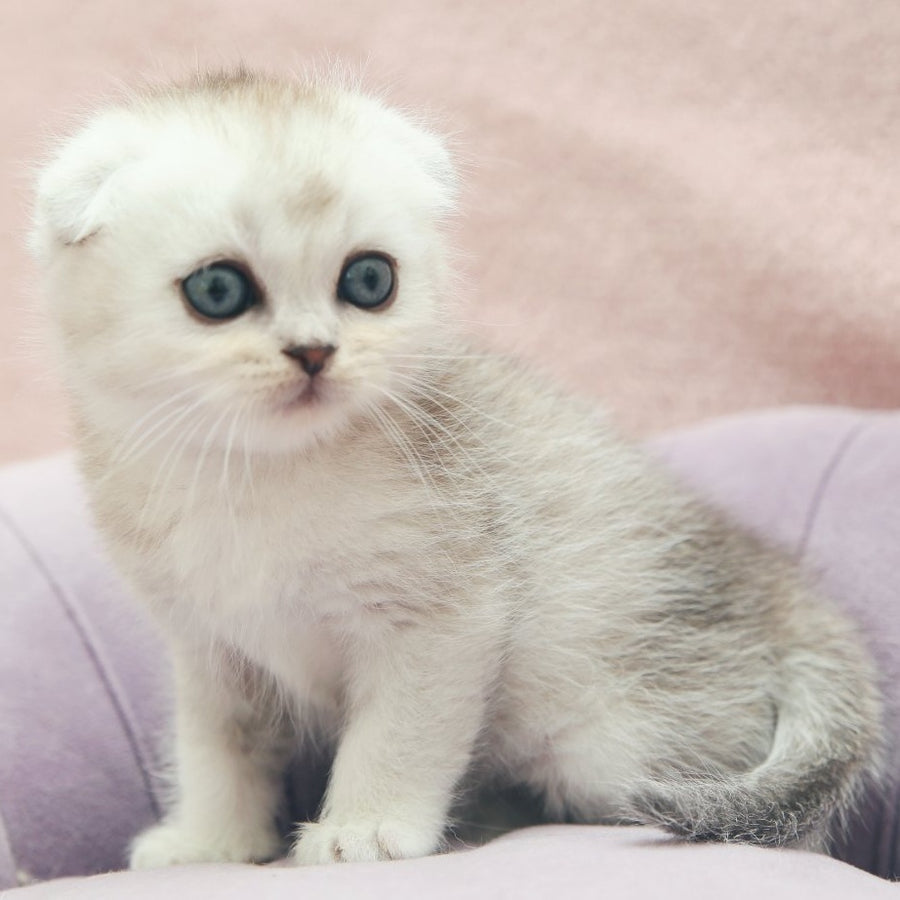 Jeet Scottish Fold male, black silver shaded