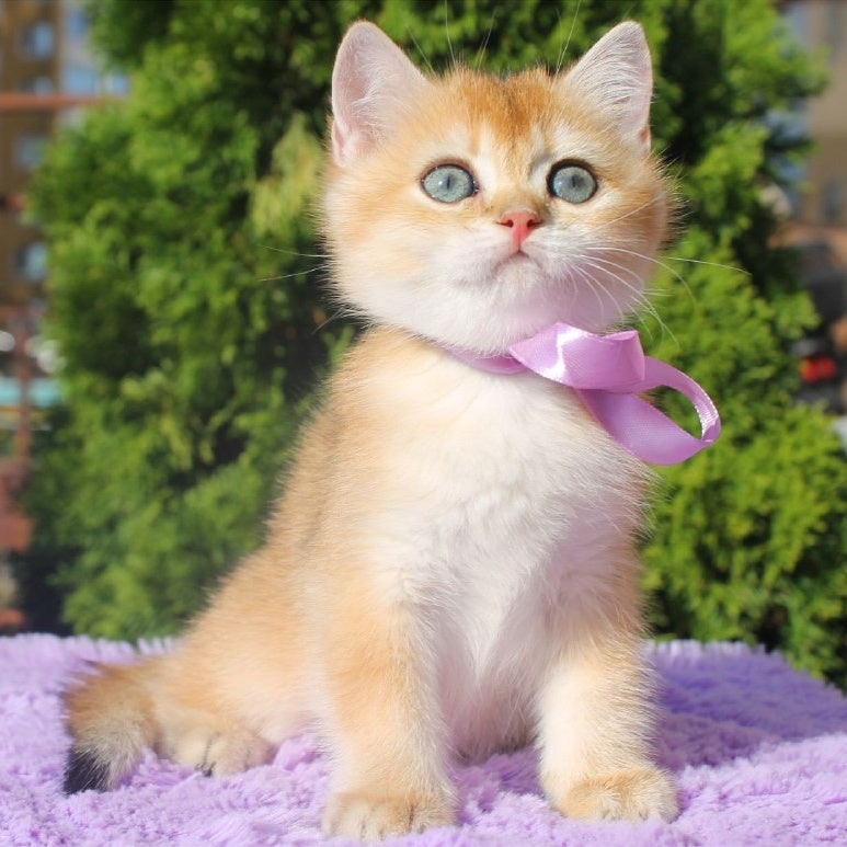 Helen British Shorthair female, black golden shaded