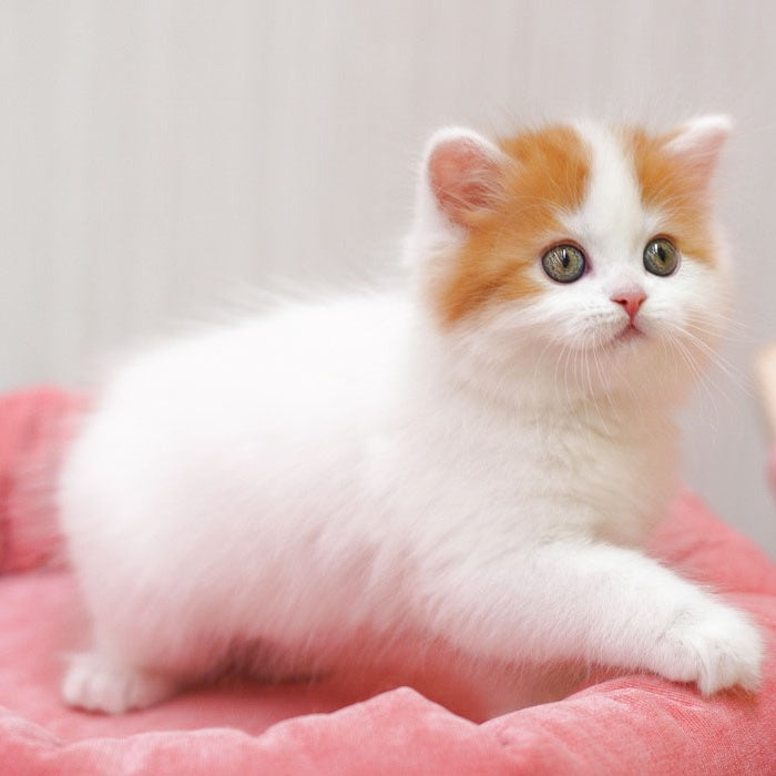 Vjick Scottish Straight male, red tabby van