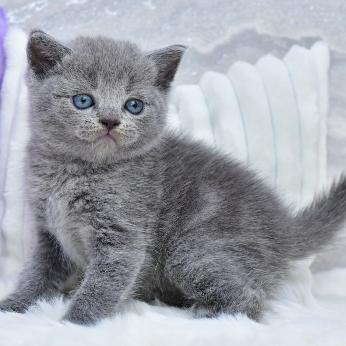 Leo Scottish Straight male, blue