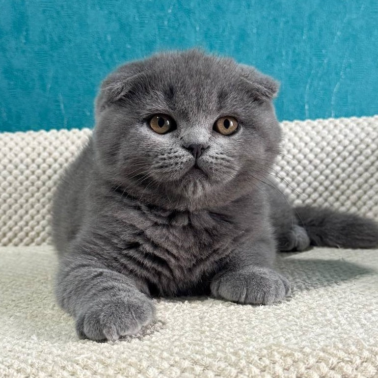Barney Scottish Fold male, blue