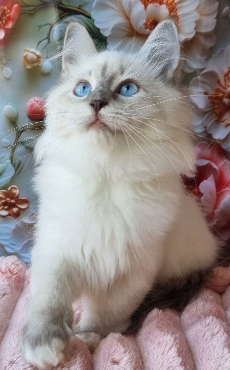 Pearl Siberian female, blue tabby pointed with white